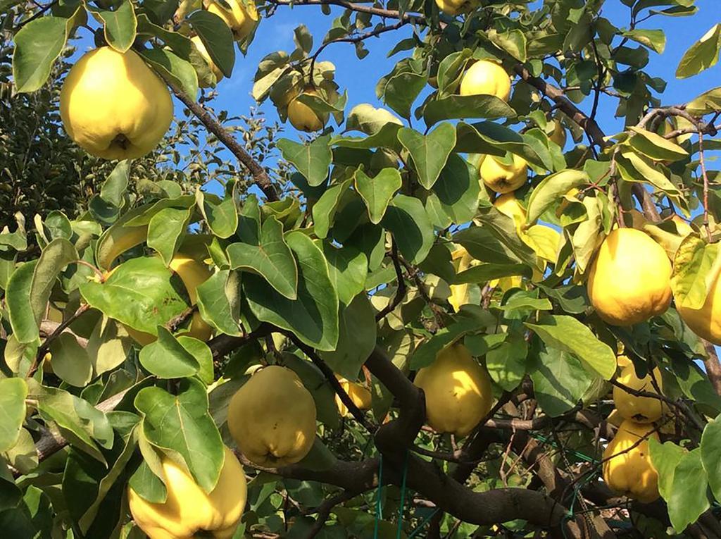 B&B La Marmotta Malè Dış mekan fotoğraf